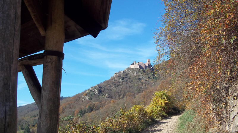Randonnée aux trois châteaux de Ribeauvillé